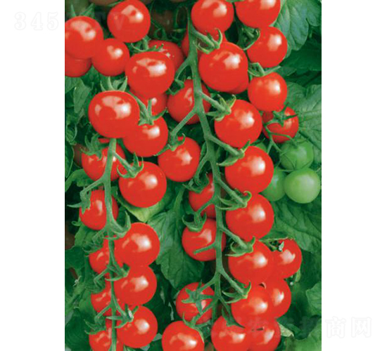 �������ҷ���-���ѷN��-���߷N�I(y��)