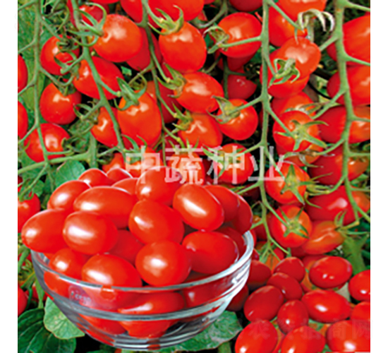 ����2̖(h��o)-���ѷN��-���߷N�I(y��)