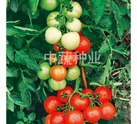 �t�s20-���ѷN��-���߷N�I(y��)