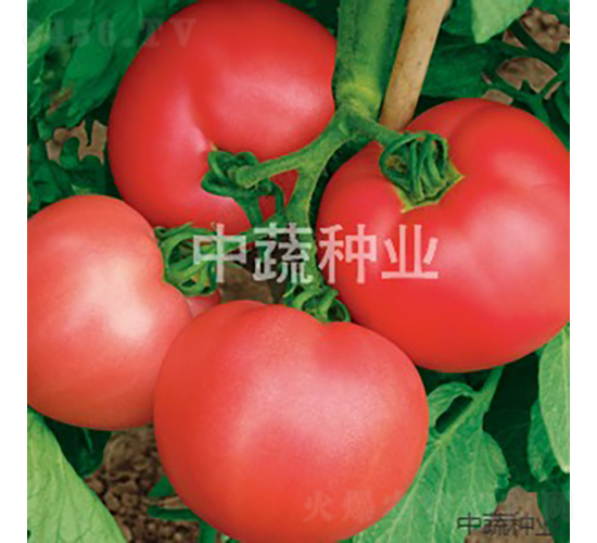 ���s9̖-���ѷN��-���߷N�I(y��)