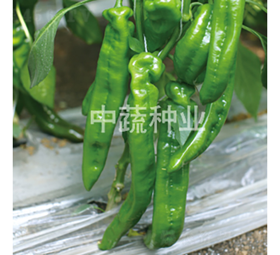 �н�0813-�����N��-���߷N�I(y��)