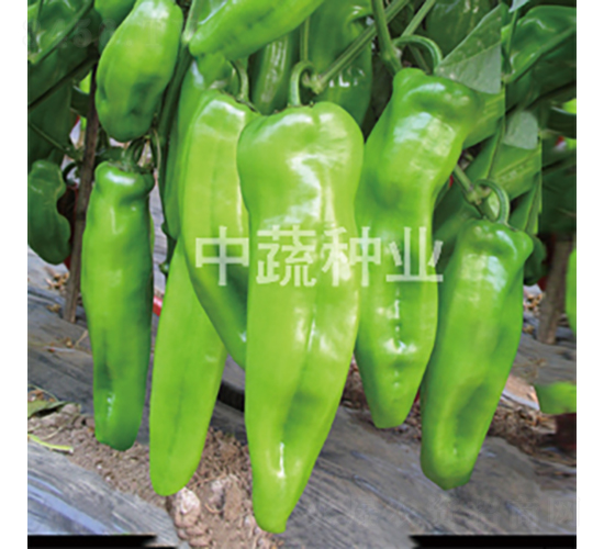 �н�ţ��1̖(h��o)-�����N��-���߷N�I(y��)