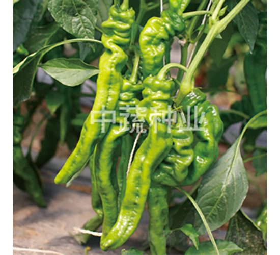 �н�409-�����N��-���߷N�I(y��)