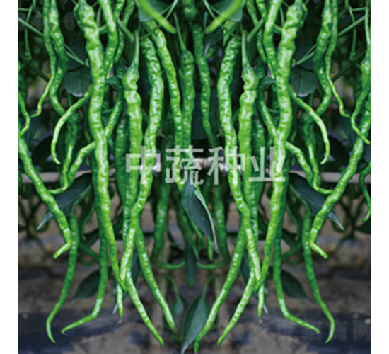 �н�L2-�����N��-���߷N�I(y��)