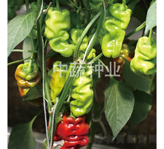 ���߰�Ƥ��-�����N��-���߷N�I(y��)