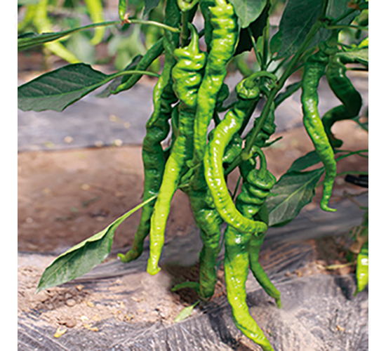 �н�709̖-�����N��-���߷N�I(y��)