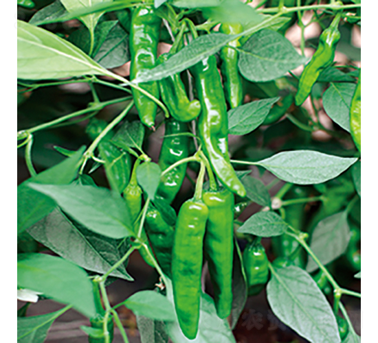 �н���ζ��-�����N��-���߷N�I(y��)