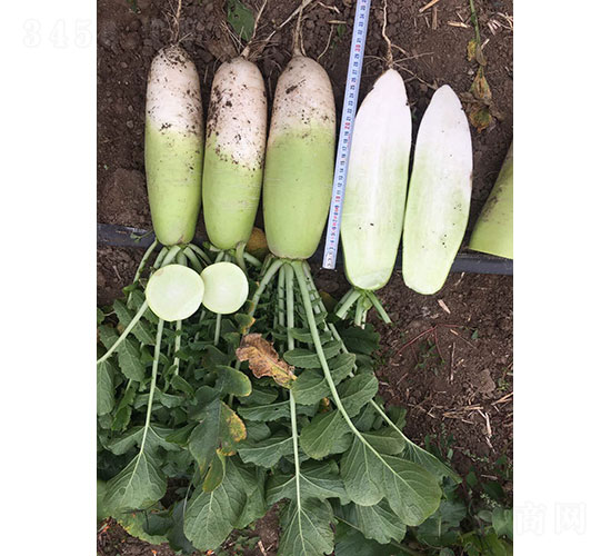 �����}���N��-�A���r(n��ng)�I(y��)