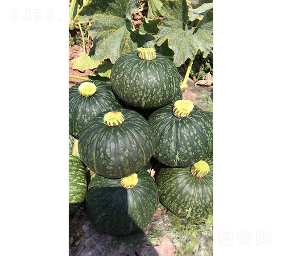 �W���m�������m���ϹϷN��-�A���r(n��ng)�I(y��)