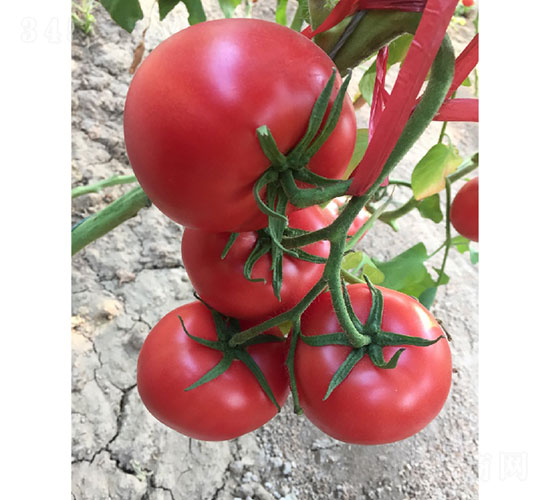 �A����̖(h��o)���ѷN��-�A���r(n��ng)�I(y��)