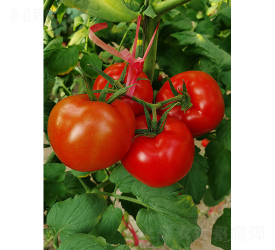 �t�D��RT2018�����ѷN��-�A���r(n��ng)�I(y��)