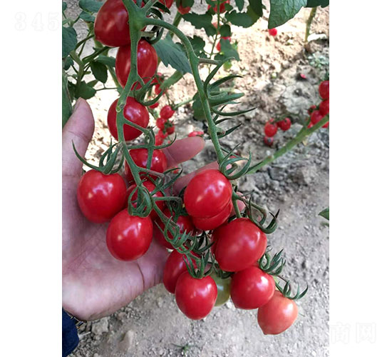 �A�Ѷ�̖��1902�����ѷN��-�A���r(n��ng)�I(y��)