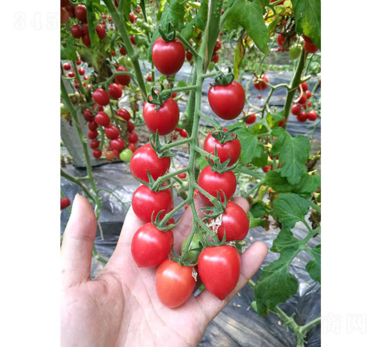 ِ����1903�����ѷN��-�A���r(n��ng)�I(y��)