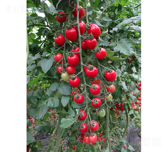 ����1911�����ѷN��-�A���r(n��ng)�I(y��)