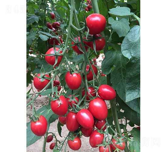 ِ����2028�����ѷN��-�A���r(n��ng)�I(y��)