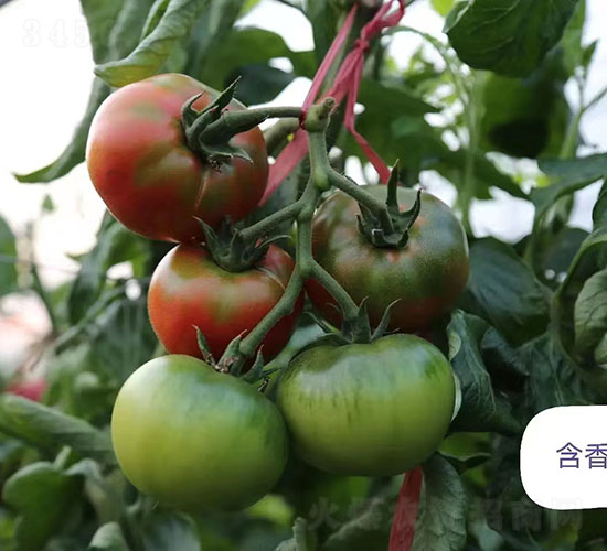 �����ݮ���ѷN��-�A���r(n��ng)�I(y��)