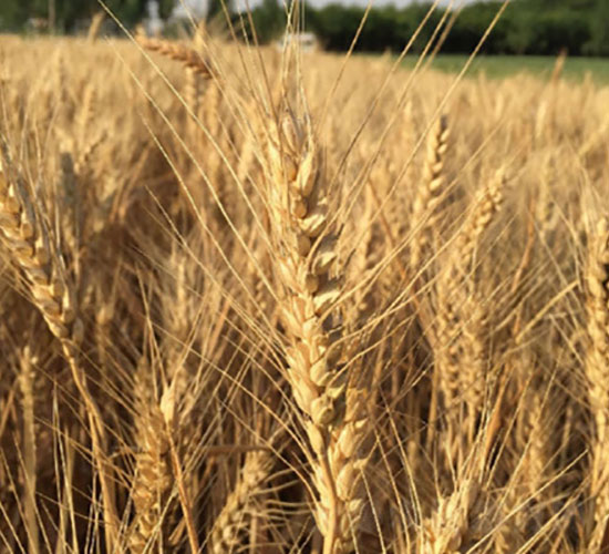 ��(j��)��22-С���N��-�Ǻ���(r��n)�r(n��ng)