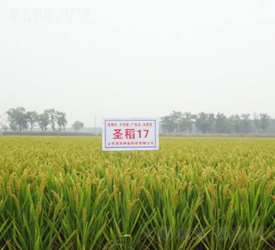 ʥ��17-ˮ���N��-�Ǻ����r(n��ng)