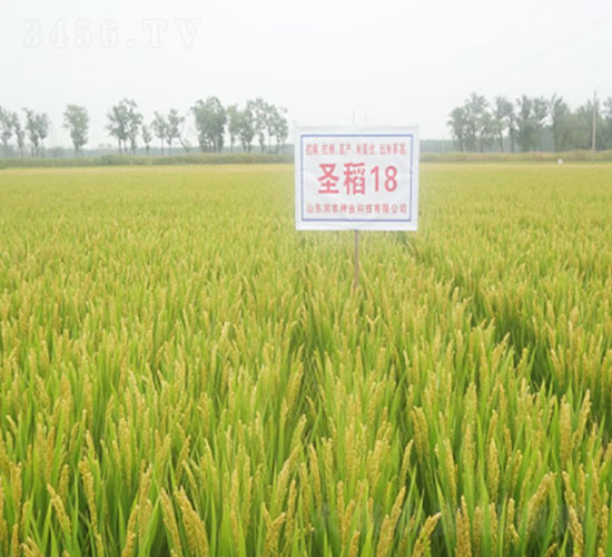 ʥ��18-ˮ���N��-�Ǻ���(r��n)�r(n��ng)