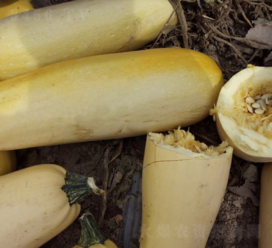 �A��2009-�����J�N��-�A���N��