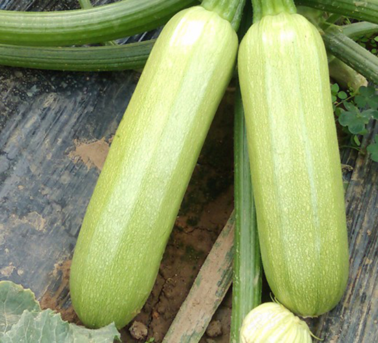 ����-�����J�N��-�A���N��