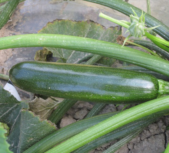 �A��805-�����J�N��-�A���N��