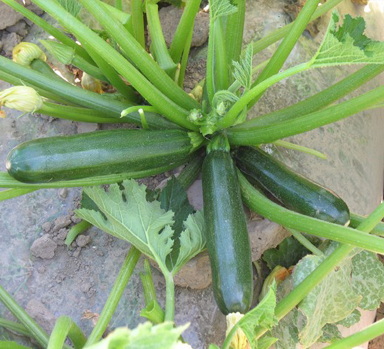 �A��1215-�����J�N��-�A���N��