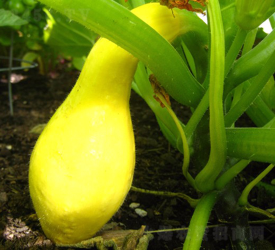 �A��1212-�����J�N��-�A���N��