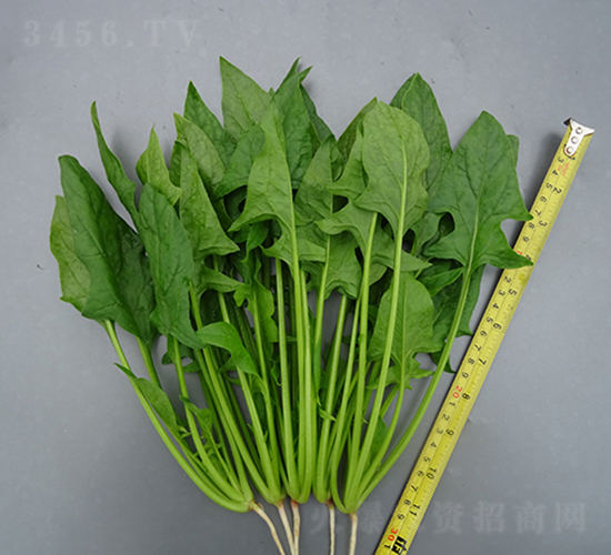 �V����ζ����-���˷N��-�V��