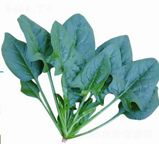 �w������988-���˷N��-�V��