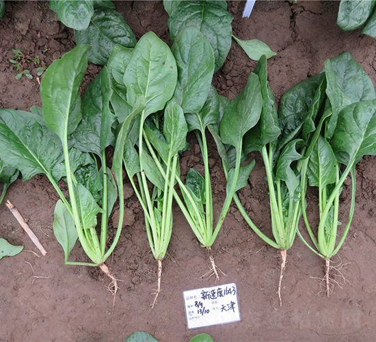 �ٶ�1643����-���˷N��-�V��