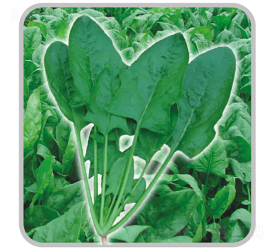 ���ǳ�������-���˷N��-�V��