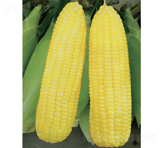 �V����11̖����-���׷N��-�V��