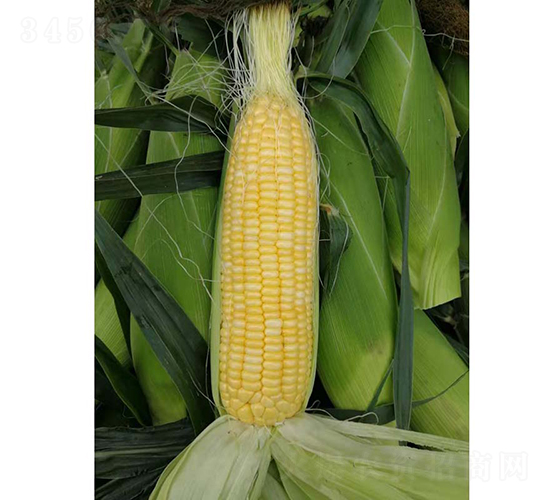 �V����25̖(h��o)����-���׷N��-�V��