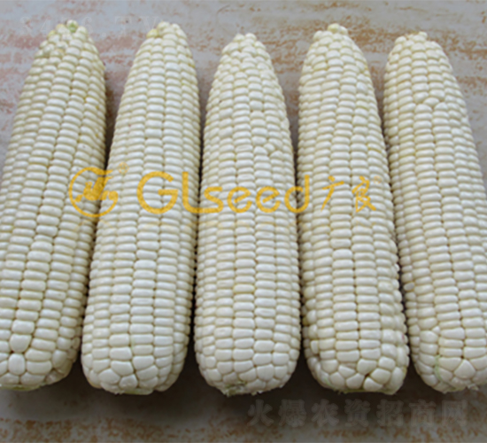 �V����Ŵ7̖-���׷N��-�V��