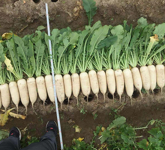 �V��K-36�}��-�}���N��-�V��