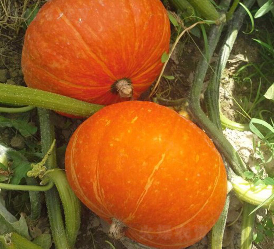 ��t-�ϹϷN��-�A���N��