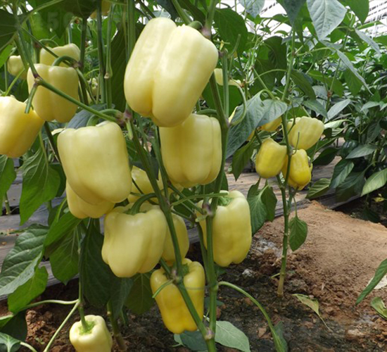 Ī˹��-�𽷷N��-�A���N��