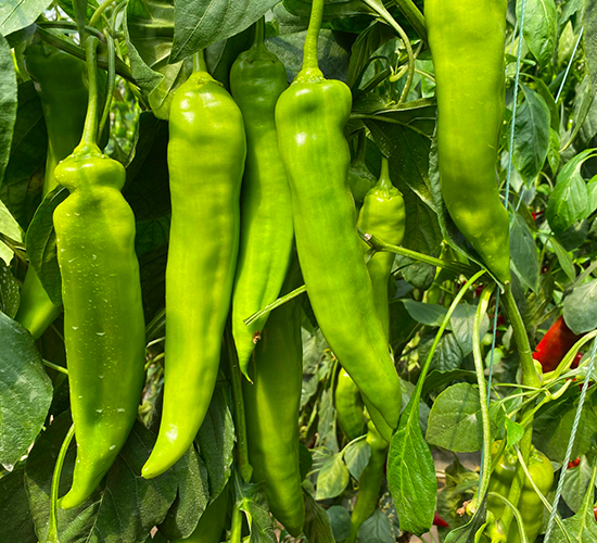 �A��2127-�����N��-�A���N��