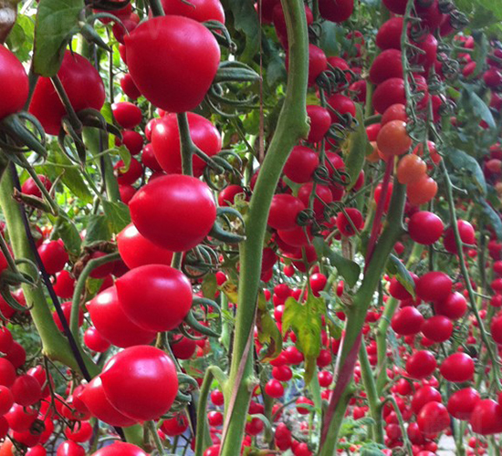 ����-���ҷ��ѷN��-�A���N��