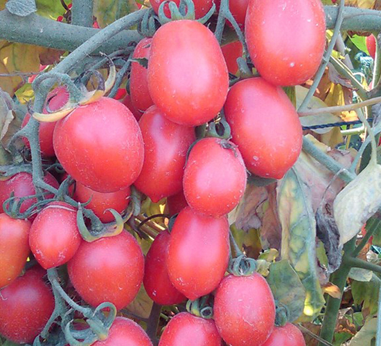 ȫ��-���ҷ��ѷN��-�A���N��