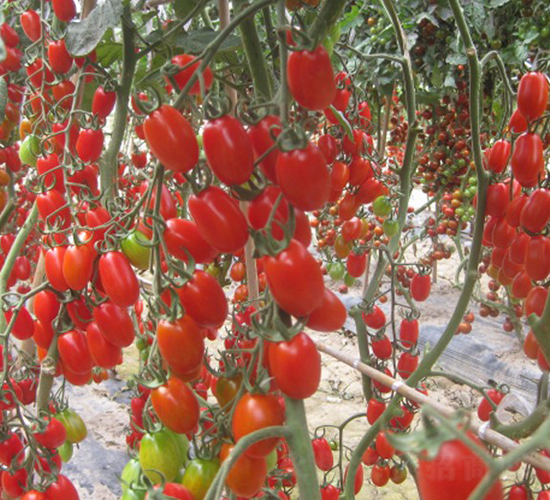 ����-���ҷ��ѷN��-�A���N��