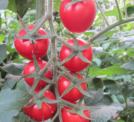 �t��-���ҷ��ѷN��-�A���N��