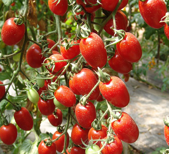 �t��-���ҷ��ѷN��-�A���N��