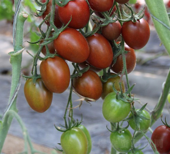 ��ˮ��-���ҷ��ѷN��-�A���N��