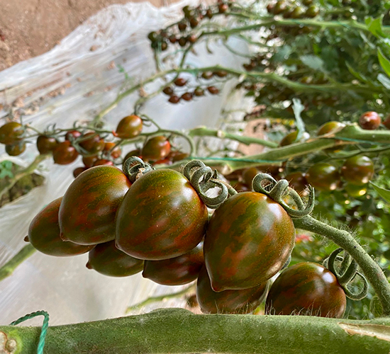 �Բ�148-���ҷ��ѷN��-�A���N��