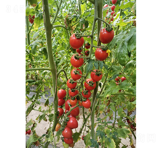 �A����1̖-���ҷ��ѷN��-�A���N��