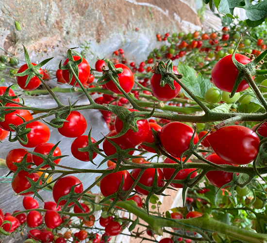 �A����2̖(h��o)-���ҷ��ѷN��-�A���N��