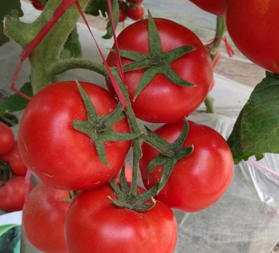 CNUS1705-�������L(zh��ng)���ѷN��-�A���N��