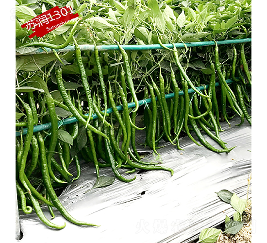 �K��1301-�����N��-�K���N�I(y��)